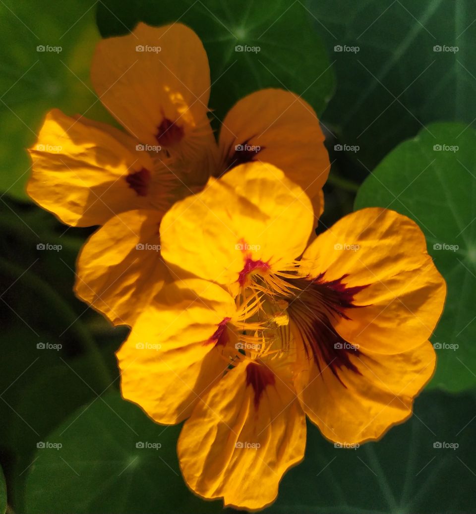 a lovely and colorful capuchinha flower in the garden in a sunny day