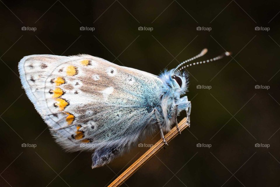 Closeup of a common blue butterfly