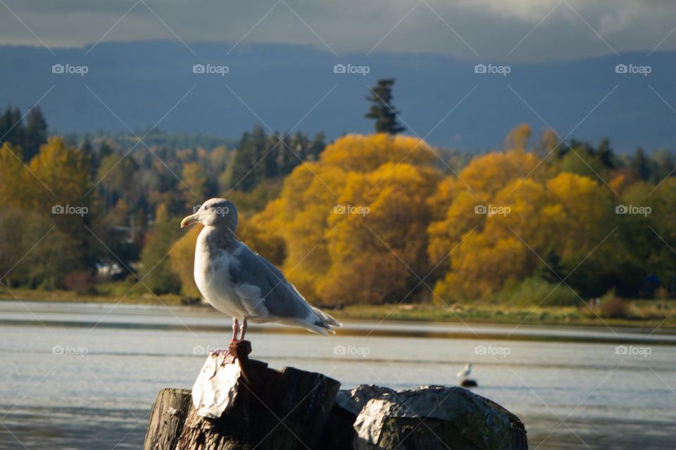 A gull catching some morning rays before the inevitable autumn rainstorm looming over the mountains. She is perched on a pier with the vibrant golden leaves of the trees brightly shining across the estuary.