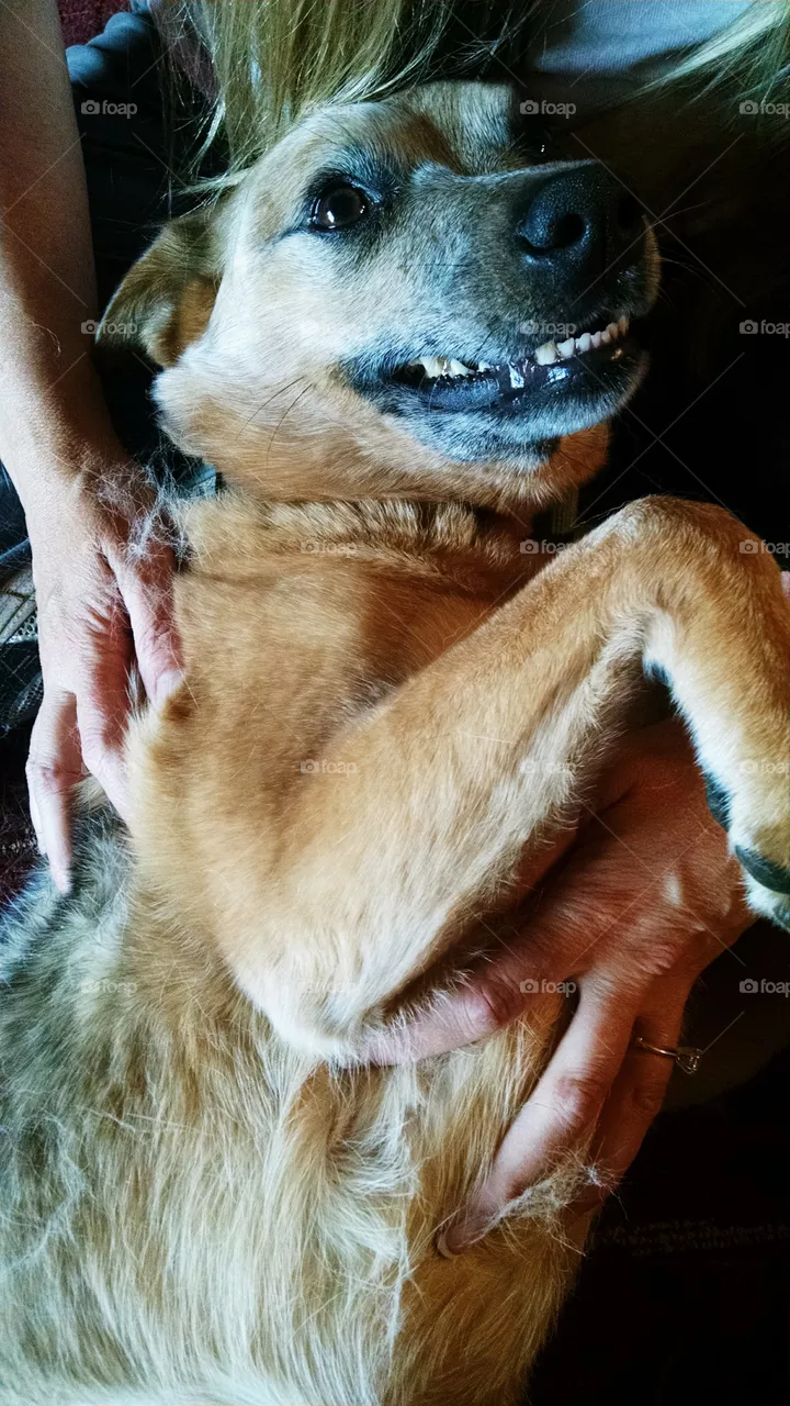 Happy Dog