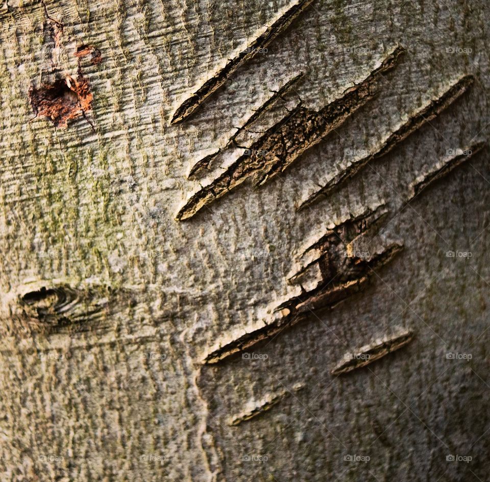 Tree with scars.