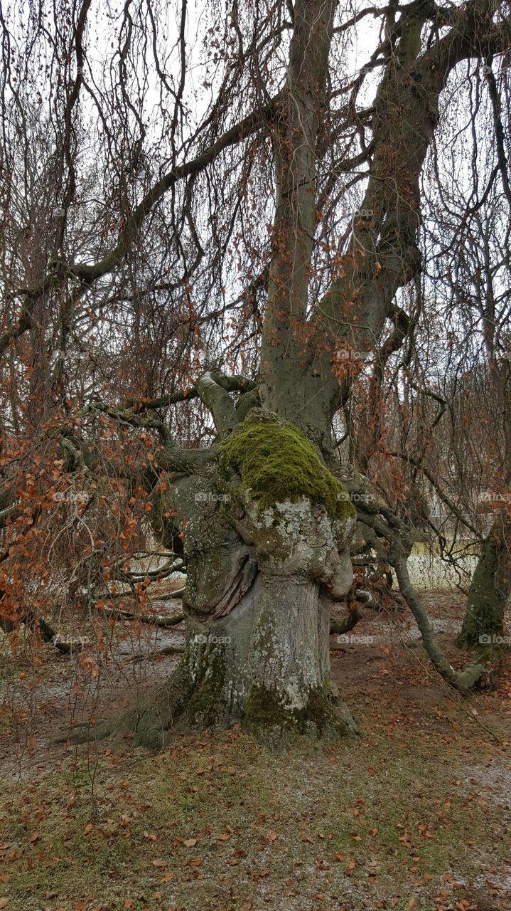 old tree