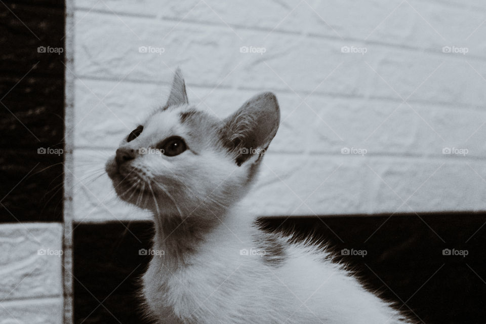 kitten monochrome