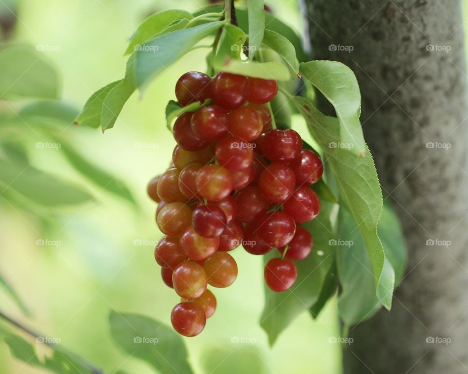 Berries 