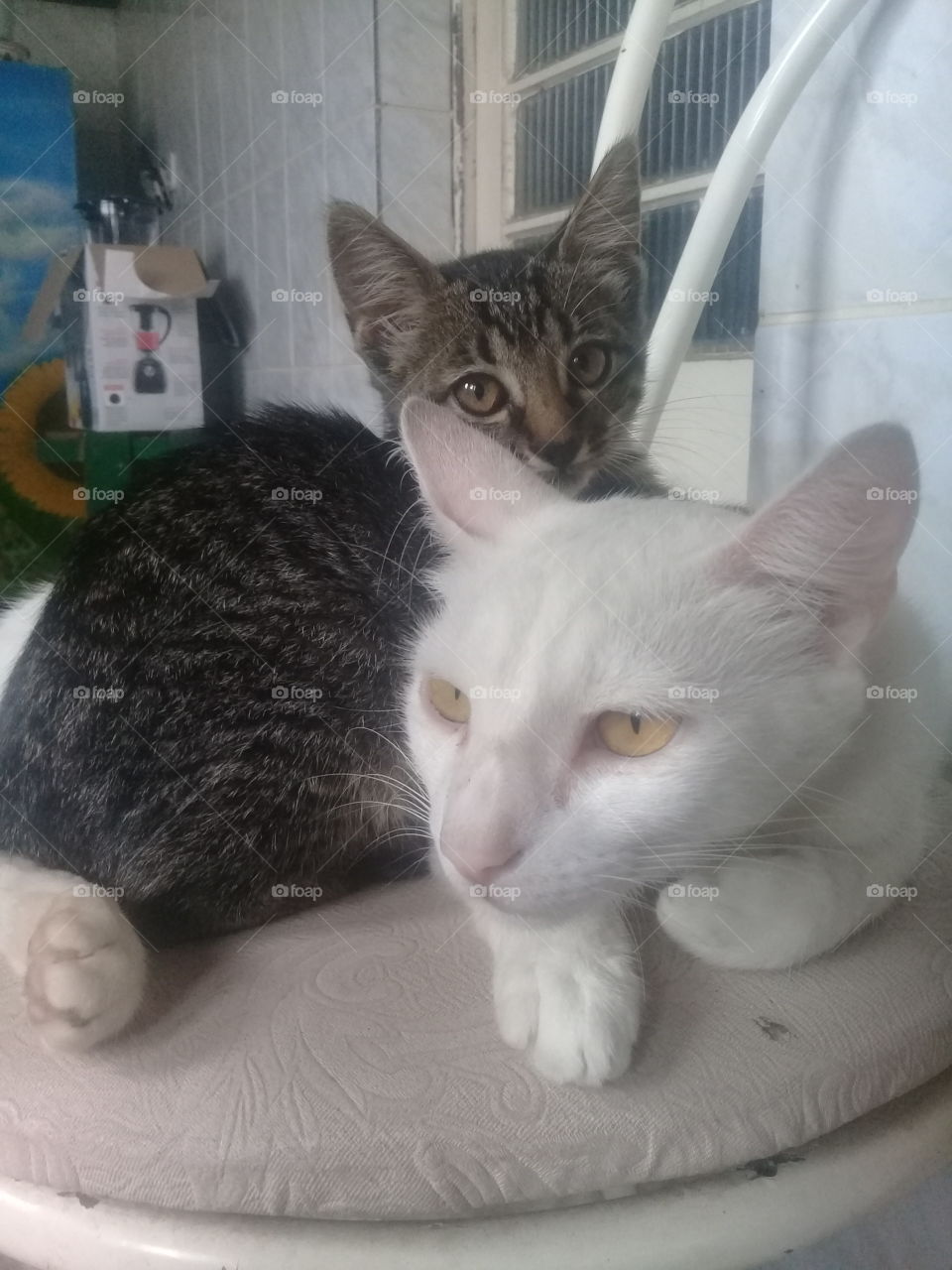 Gatos