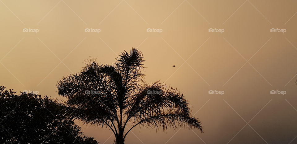 Sunset Palm Tree with Bird