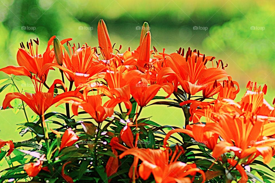Flowers orange 