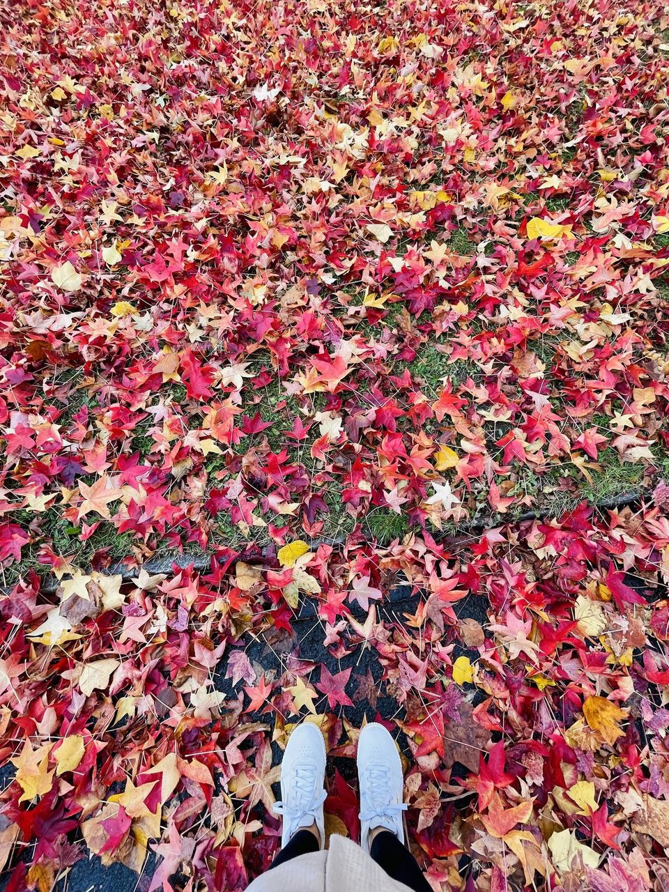 Red autumn leaves from above 