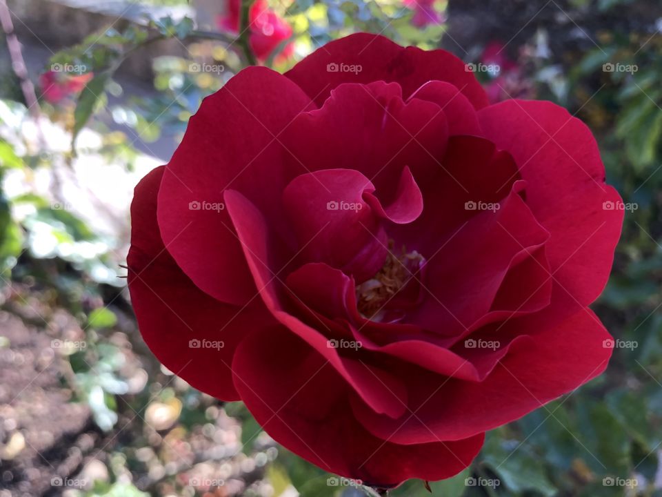 A rich crimson red rose that commands respect for its presence alone.