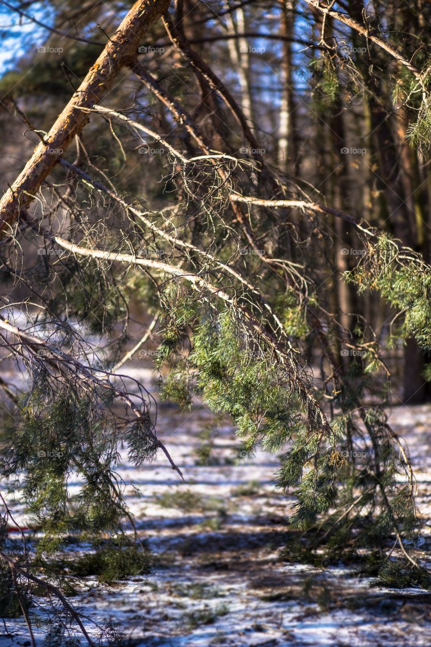 Winter forest 