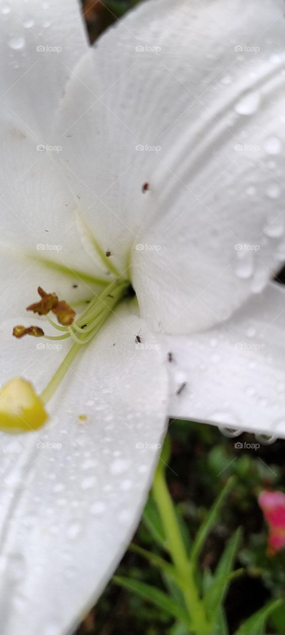 white lily with dew drops