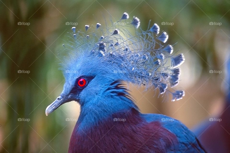 Portrait of a Victoria Crowned Pigeon.