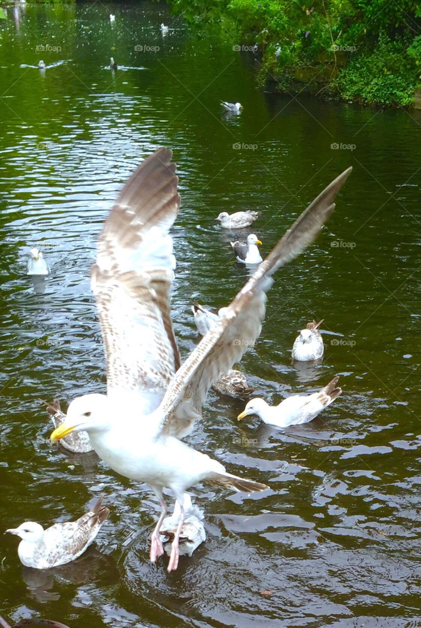 Seagull in flight 