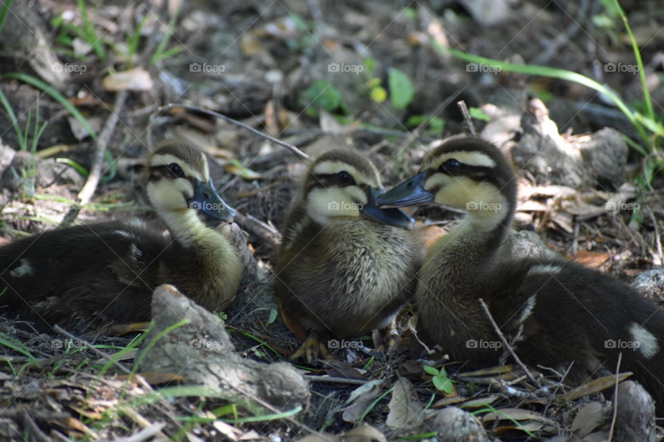 Ducklings 