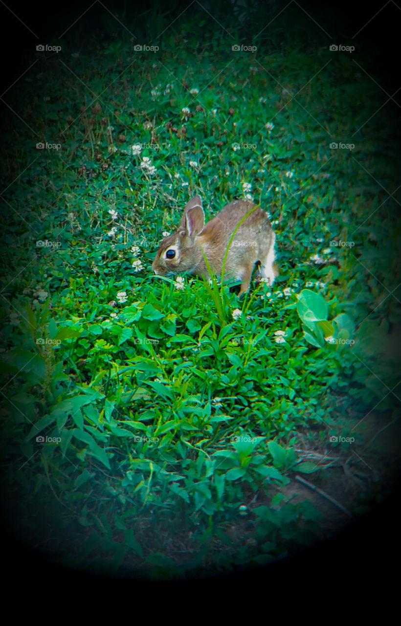 Rabbit In The Wild
