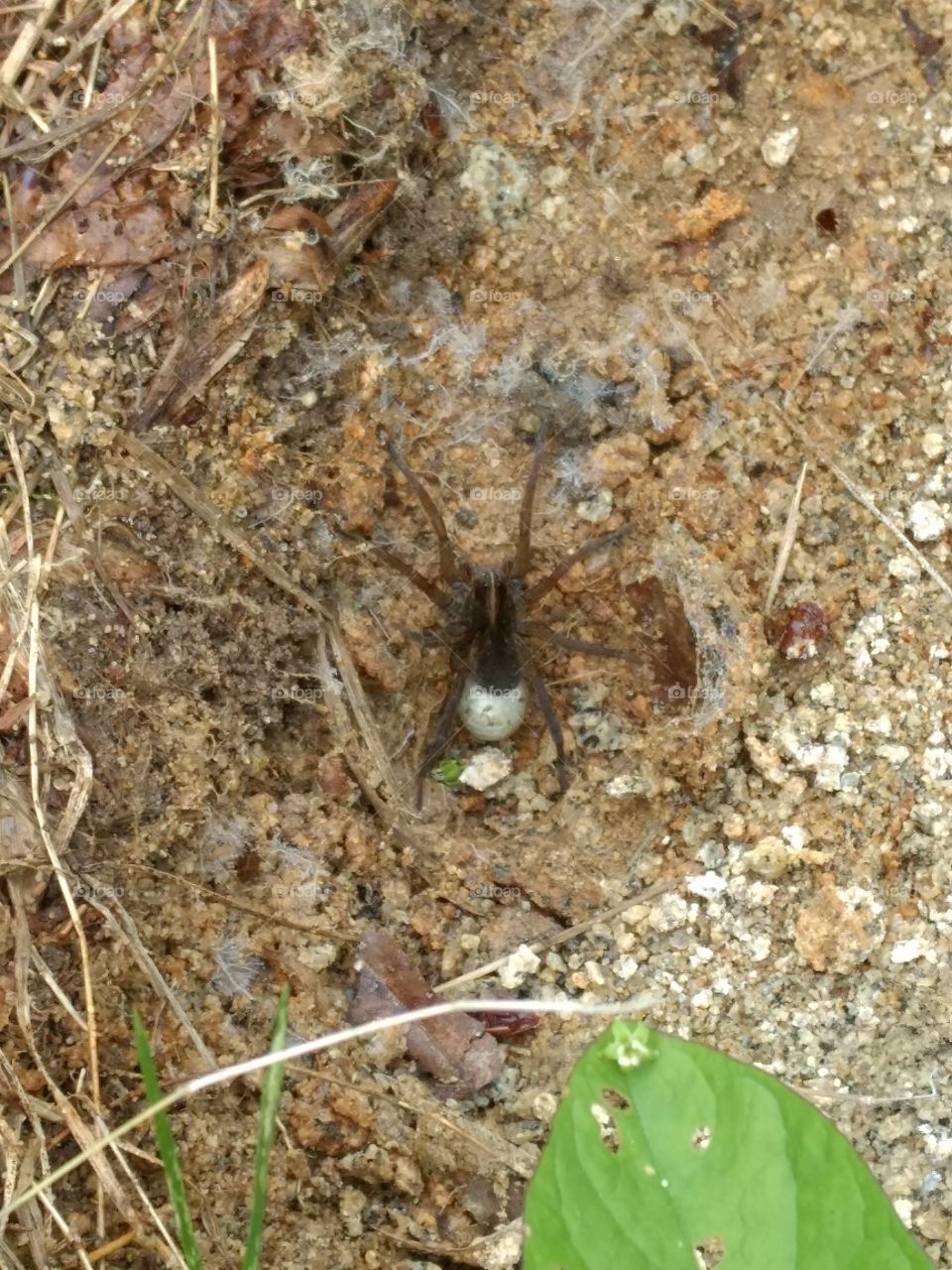 a female spider carrying her egg sac