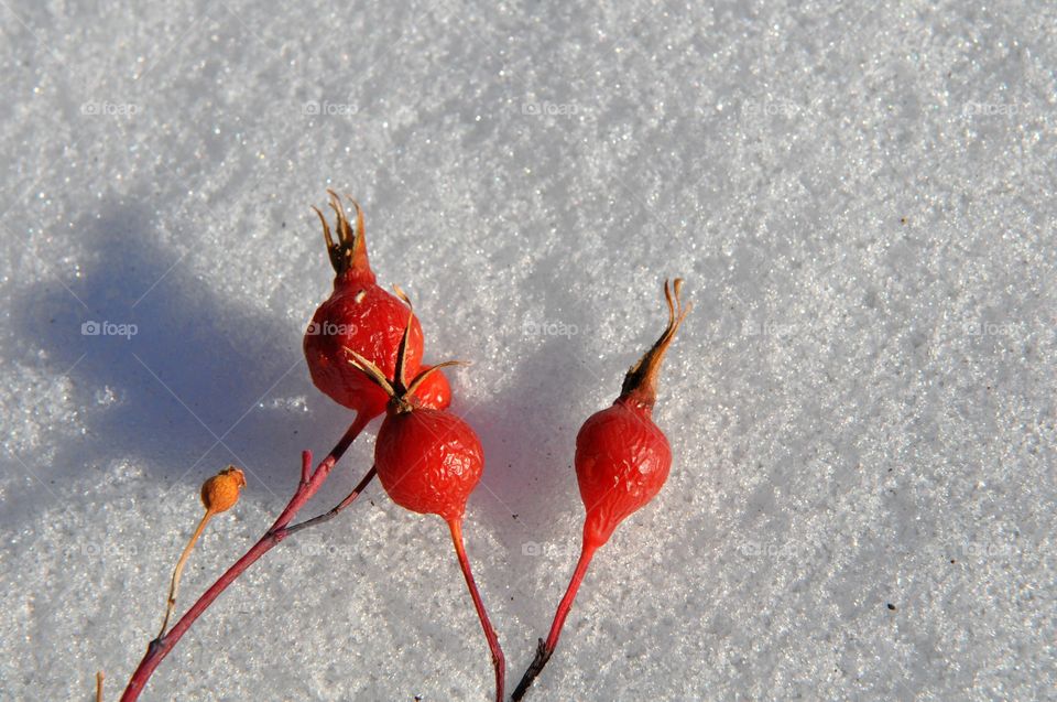 Rose hips on the snow