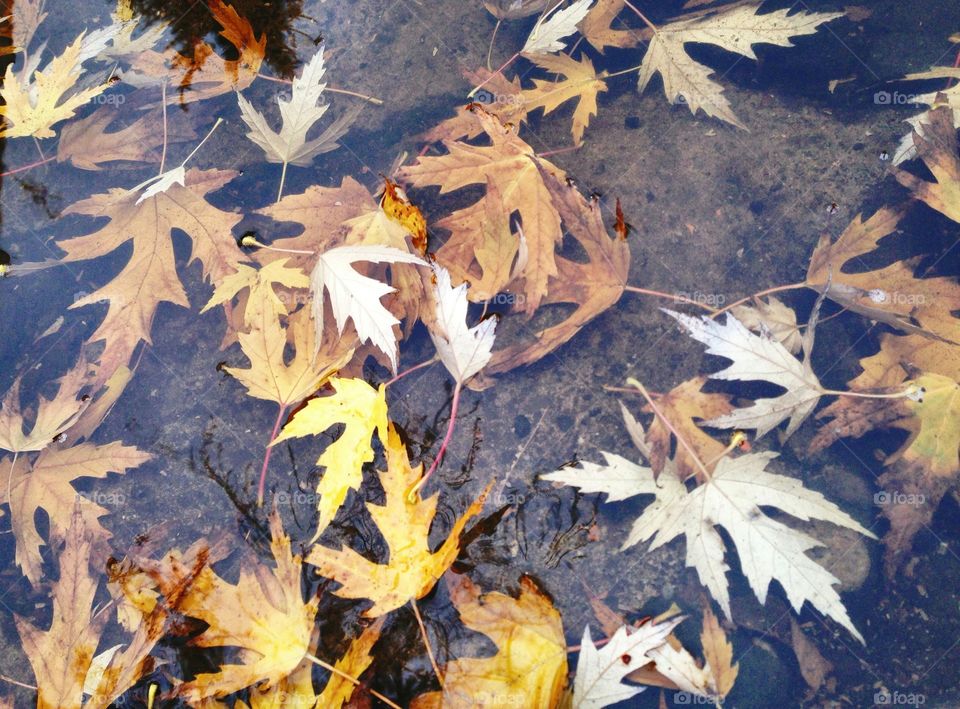 Leaves in the river... 