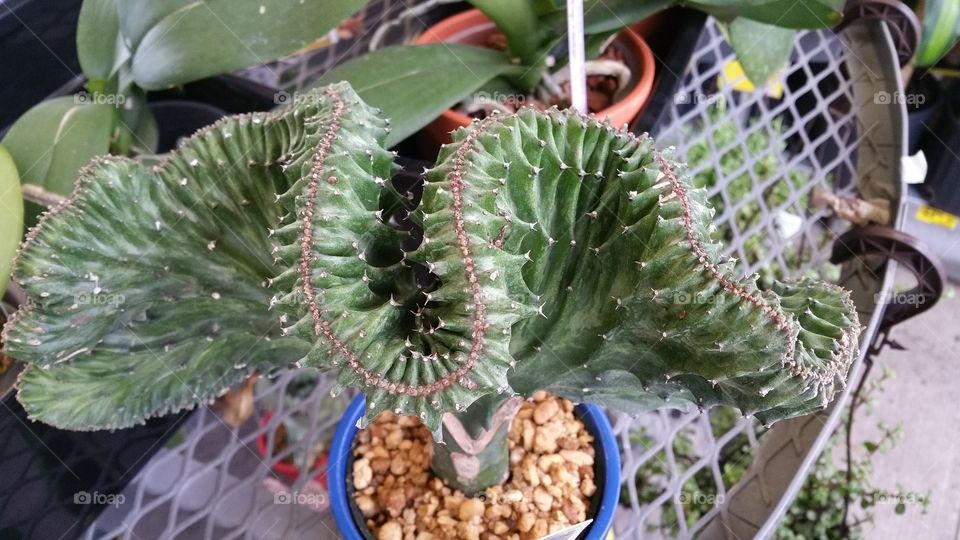 Cactus, Succulent, Spine, Flora, Nature