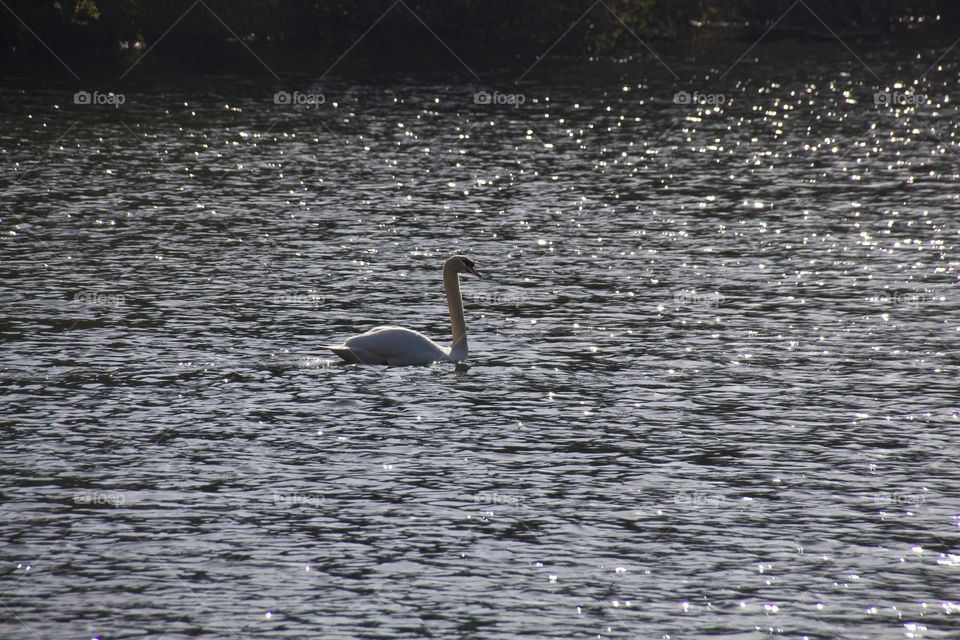 close up of a white swan