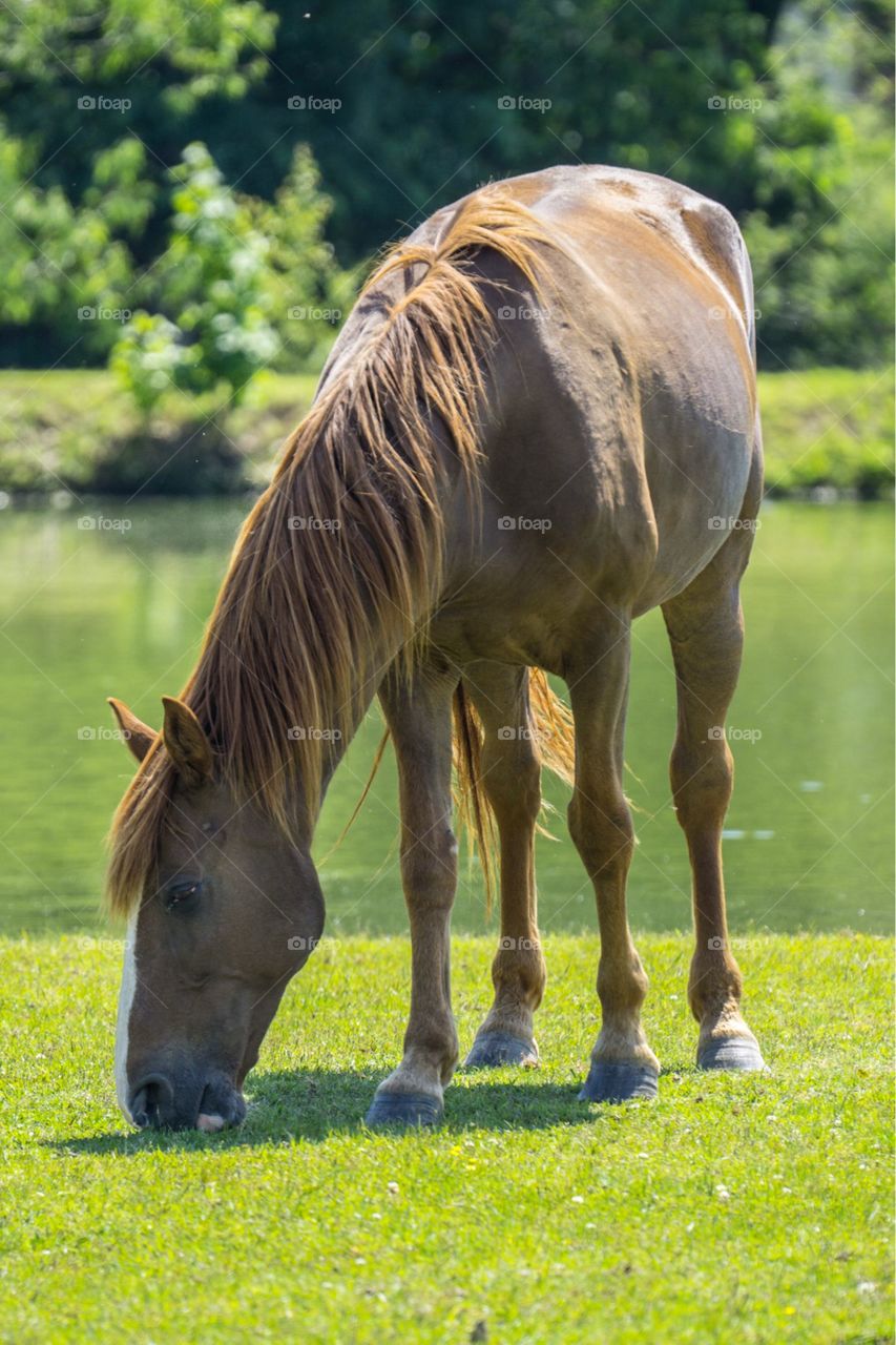 Snack Time for Horse