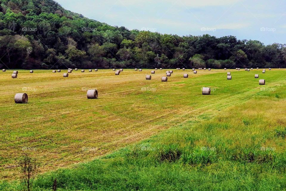 a big open hay field with fresh hay bales