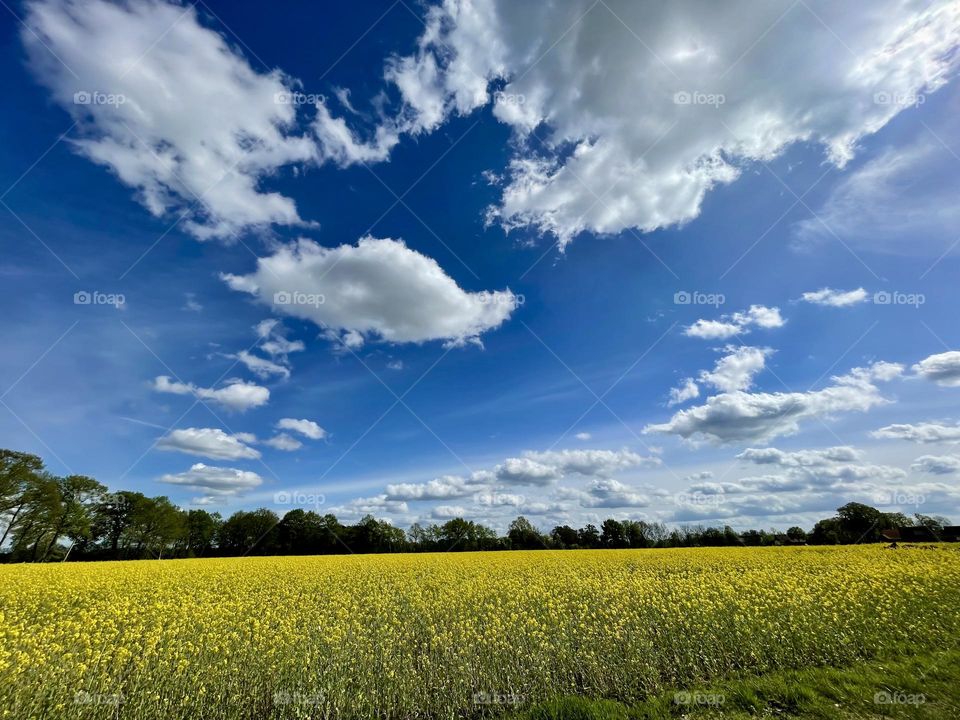 Rapeseed Field 