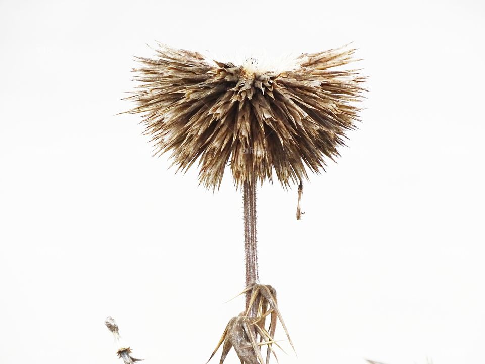 The beauty that flowers give you