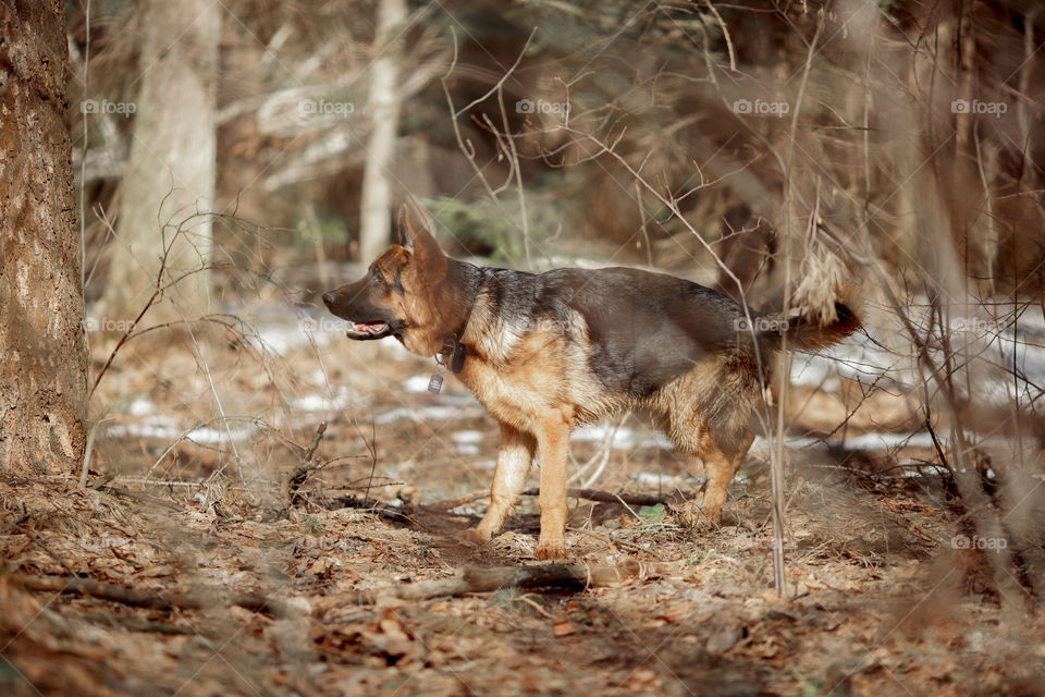 German shepherd 7-th months old puppy in a spring forest at sunny day