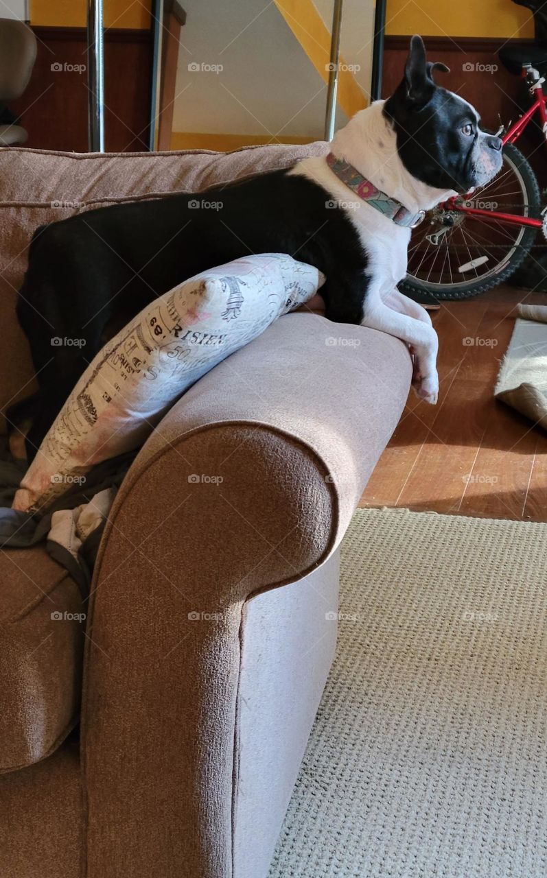 boston terrier puppy on couch