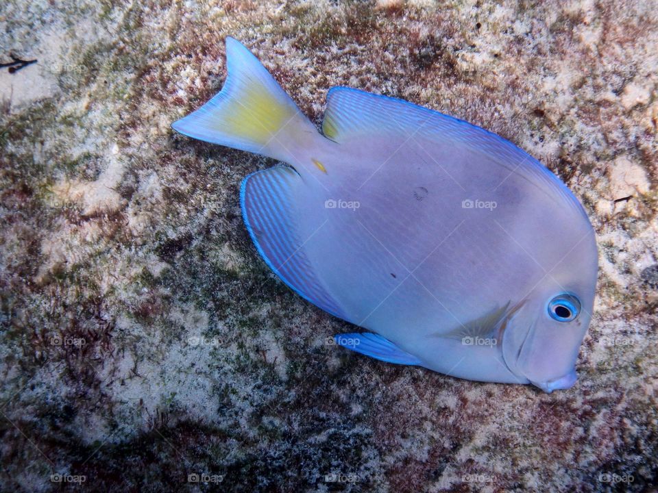 Ocean Fish Roatan Honduras