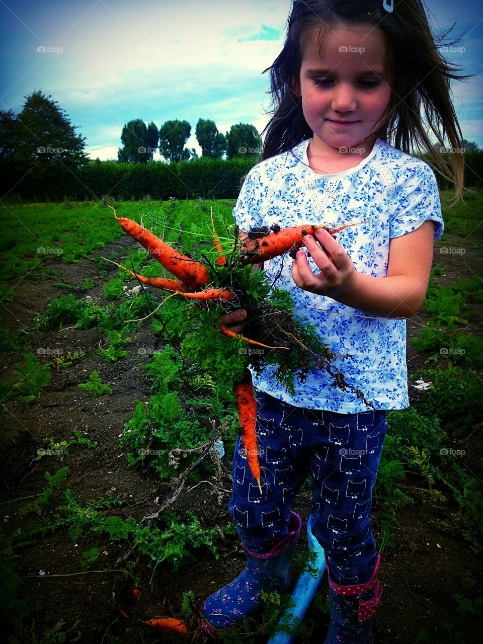 Hand picked fresh carrots 