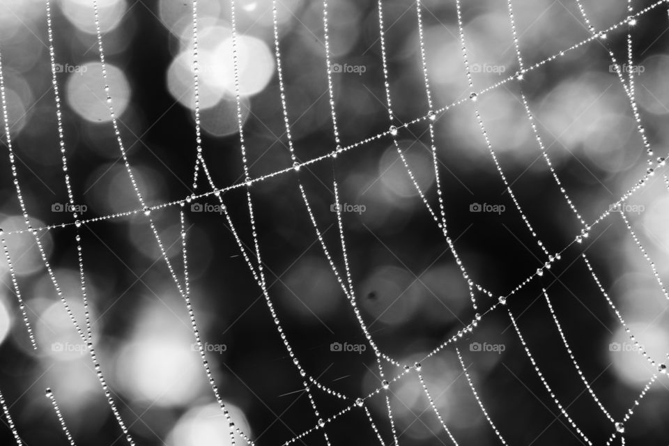 Dew drops on a spider web forming an enchanting wreath... With the droplets shining with light reflections... With a dreamy bokeh background