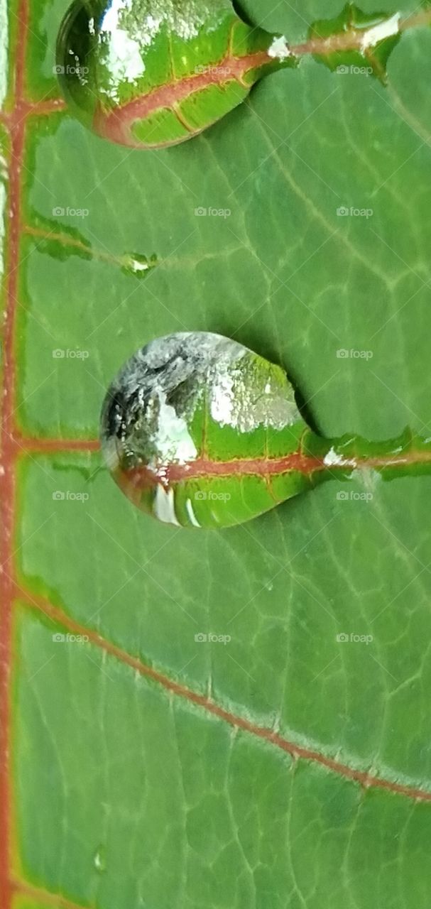 rain drops on the leaves.