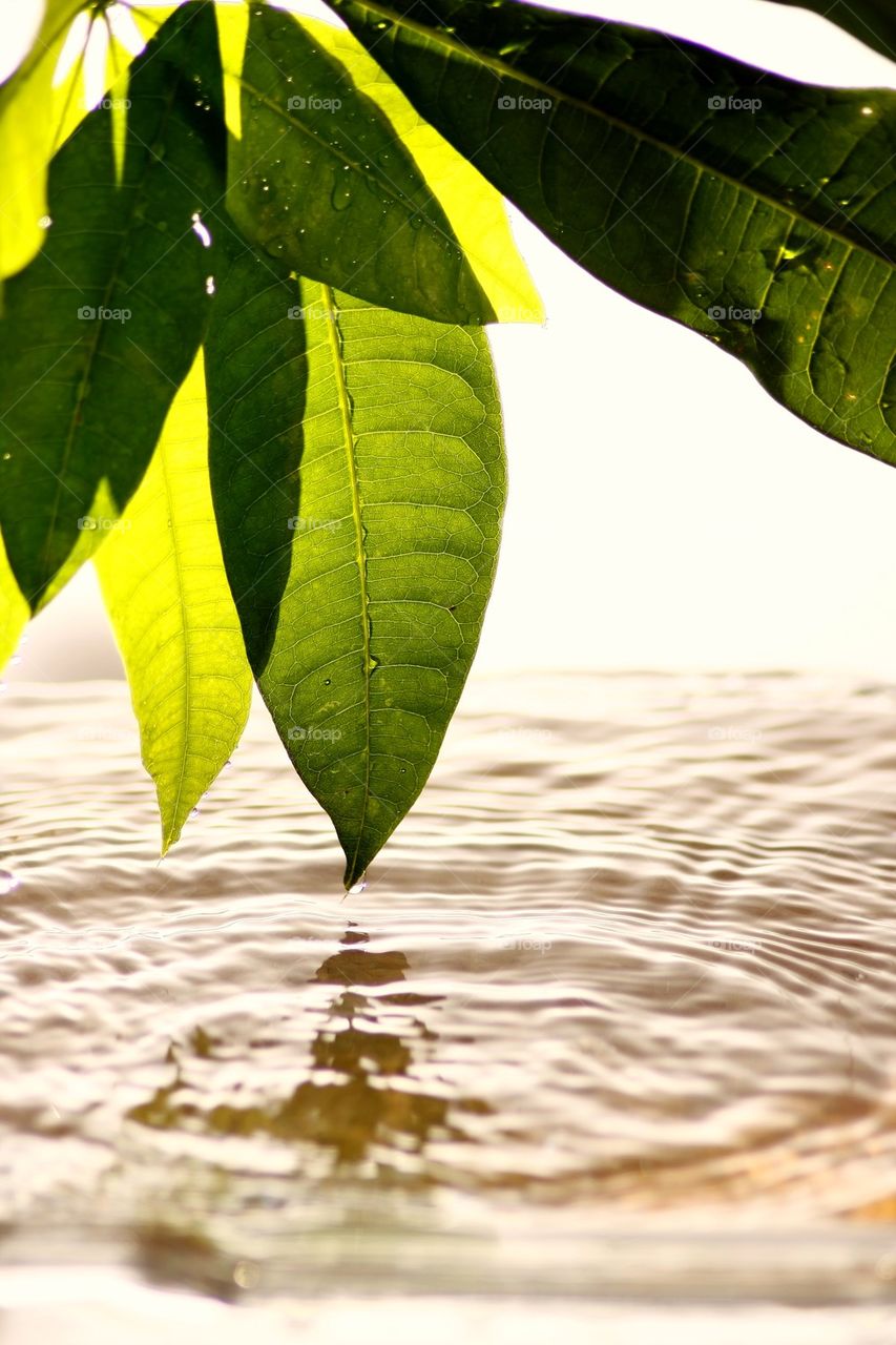leaves and water