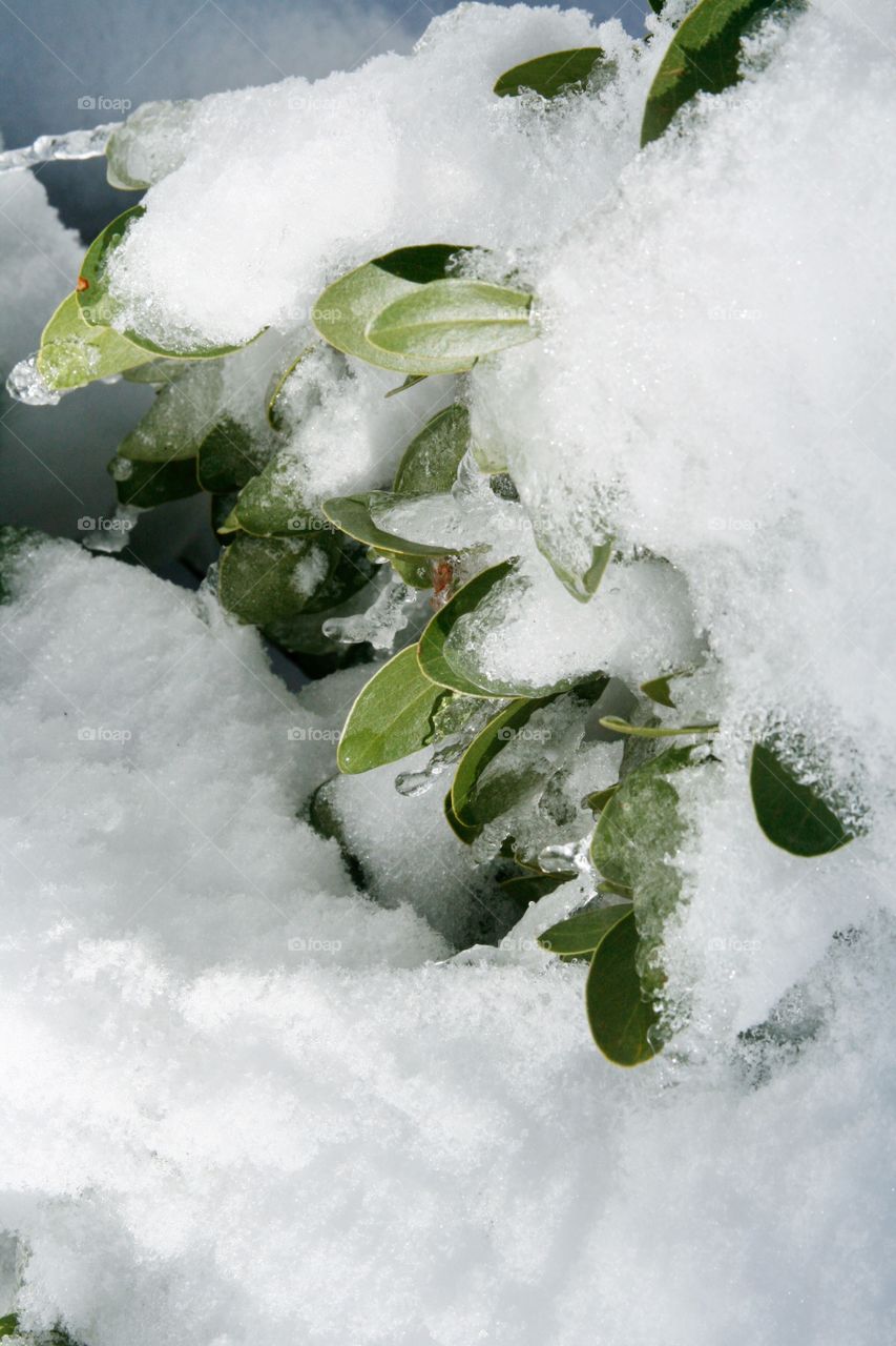 Green plant with snow