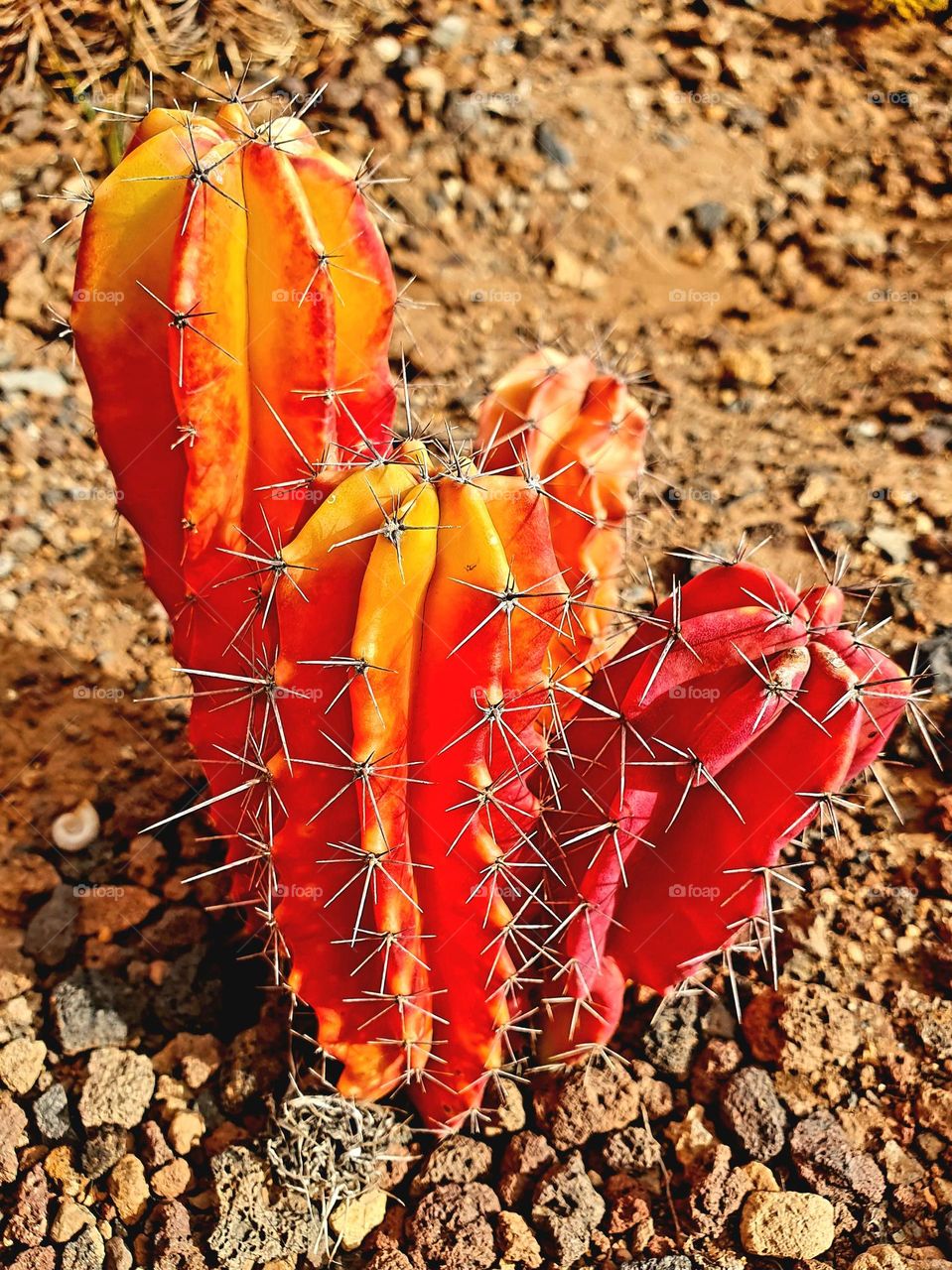 cactus, orange , green plant, watering,