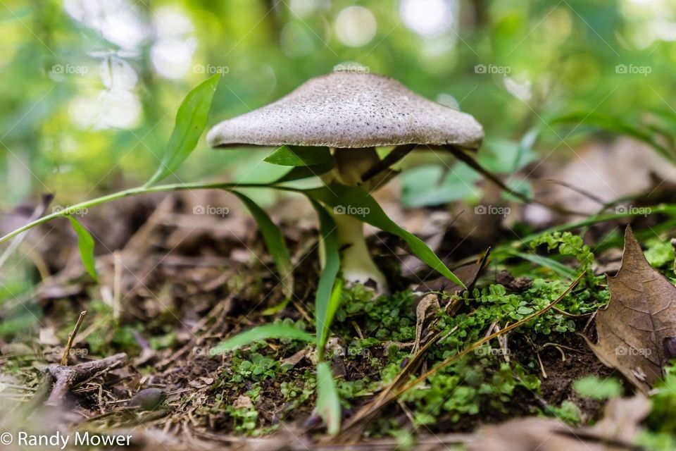 Nature, Leaf, Fungus, Mushroom, Wood