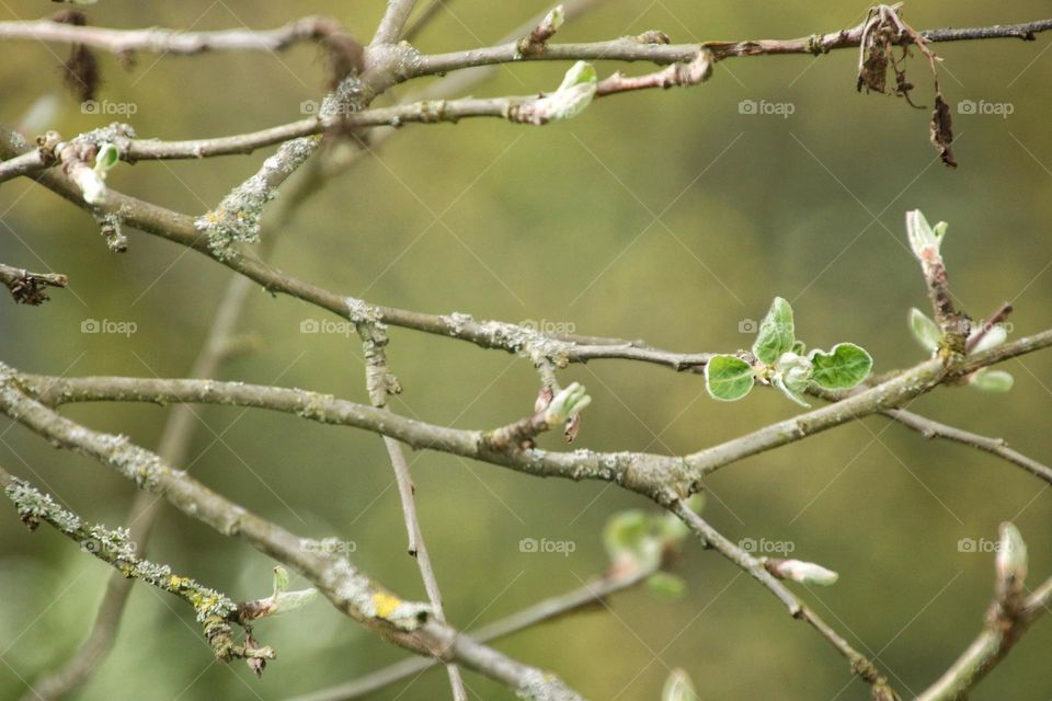 Branches of an old apple tree with first leaves in spring