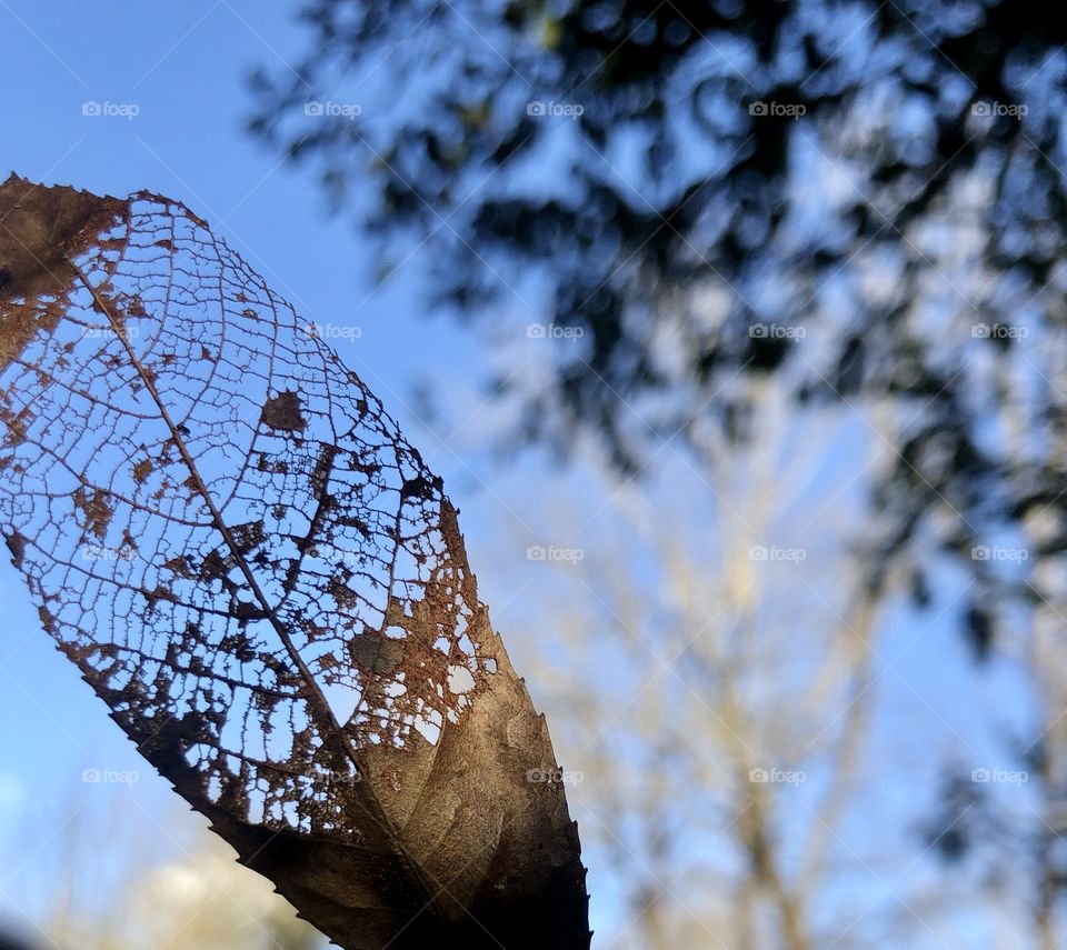 Contrast of decaying autumn leaf against blue sky and background trees 