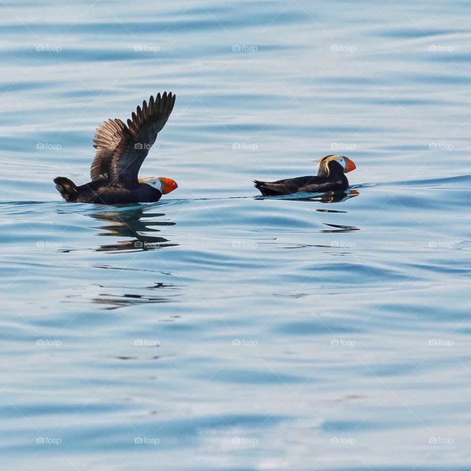 Puffin couple in the Pacific Northwest