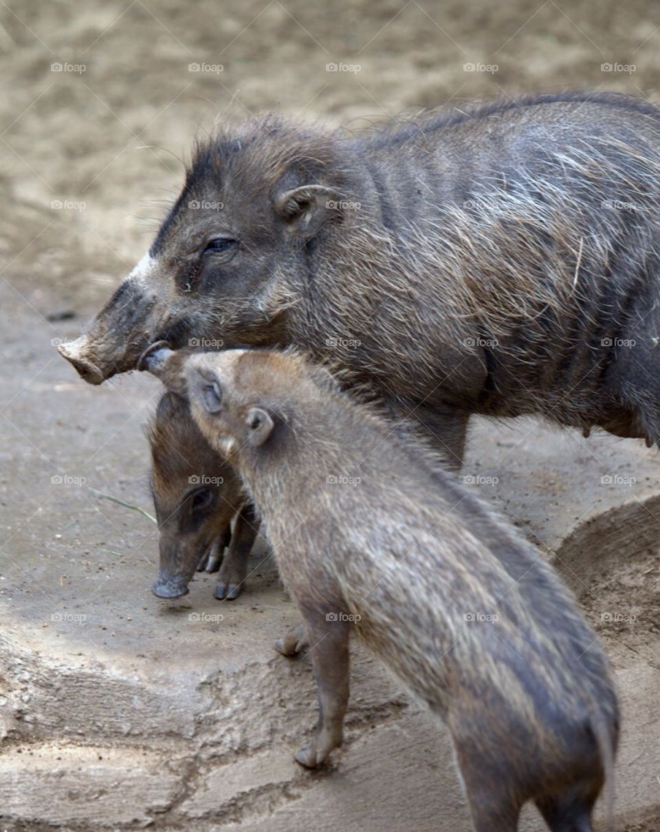 Close-up of warthog