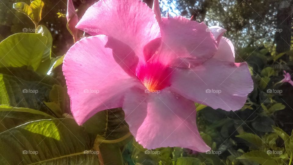 Sunlit beautiful large pink mandevilla flower!