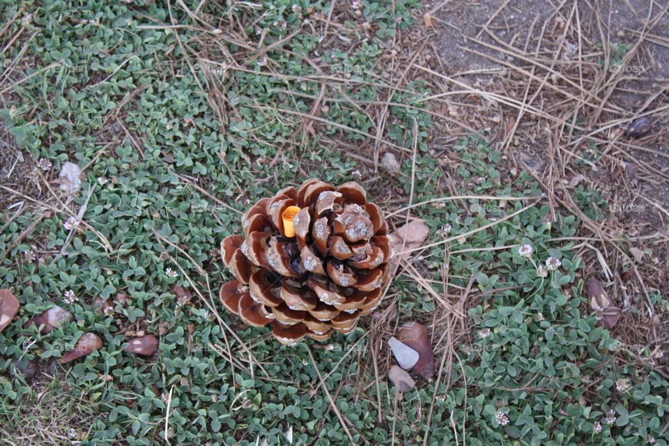 pinecone