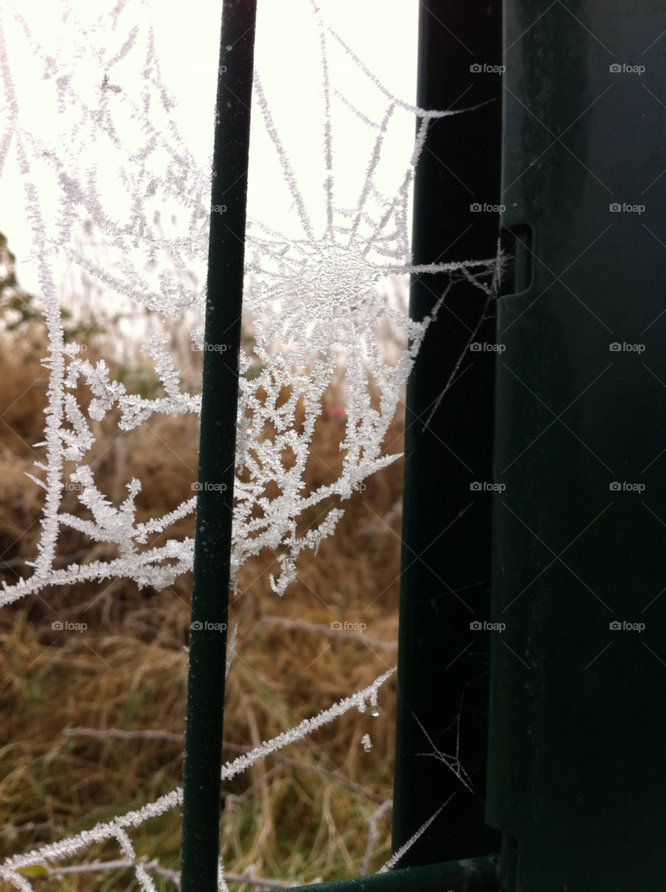 winter web spiderweb icy by judgefunkymunky