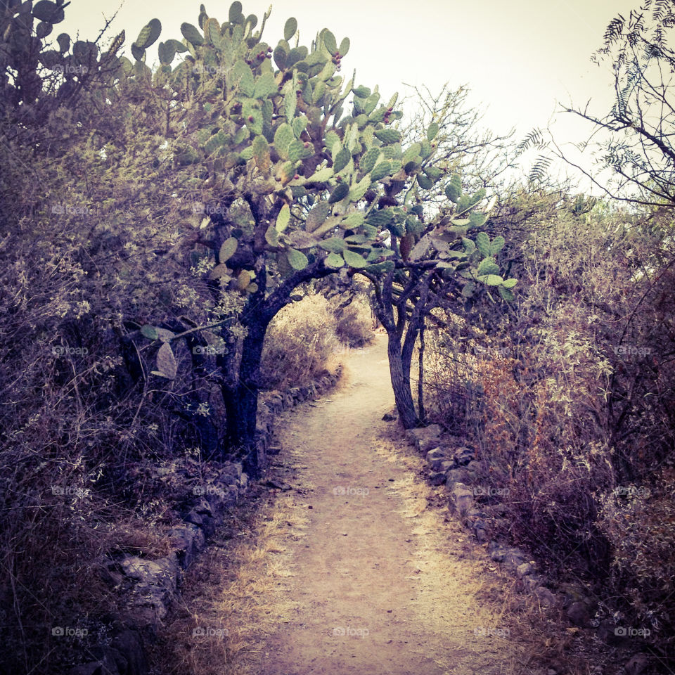 cactus road