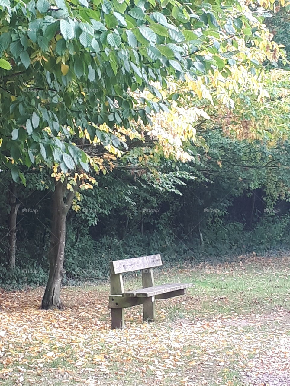 No Person, Tree, Leaf, Bench, Nature