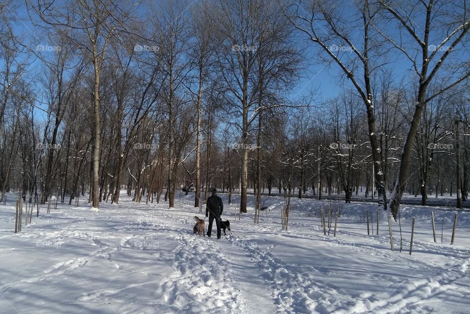 landscape person walking with dogs winter time, mobile photography