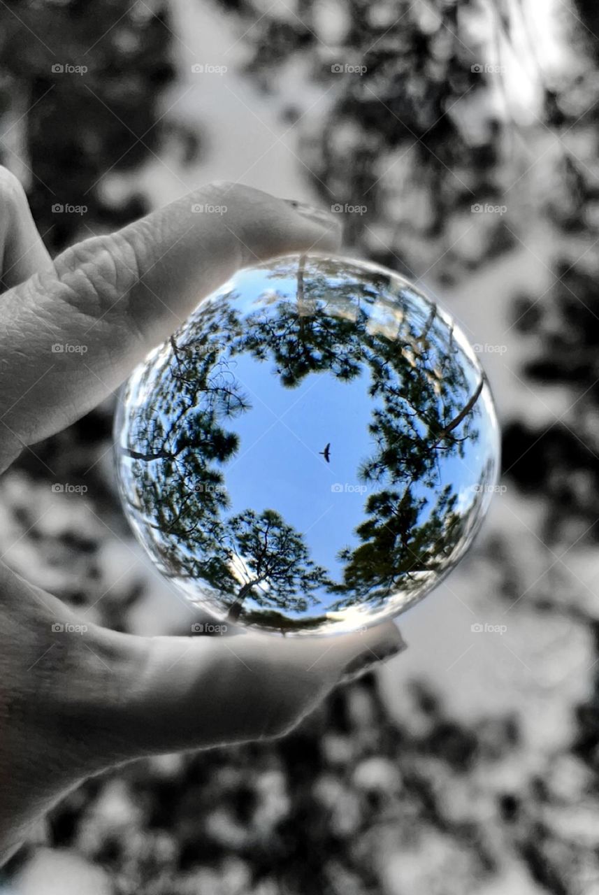 A baby blue sky seen through a lensball looking up at the trees