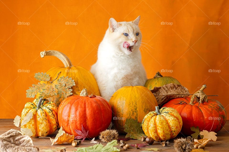 A cat in pumpkins for Halloween on an orange background